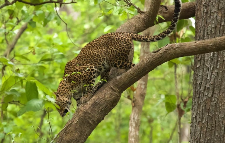 leopard in Bardiya community forest