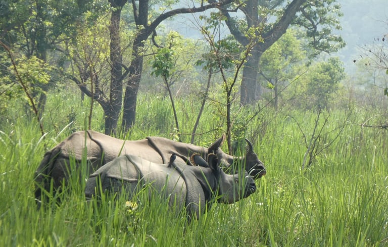 rhino in the Bardiya jungle