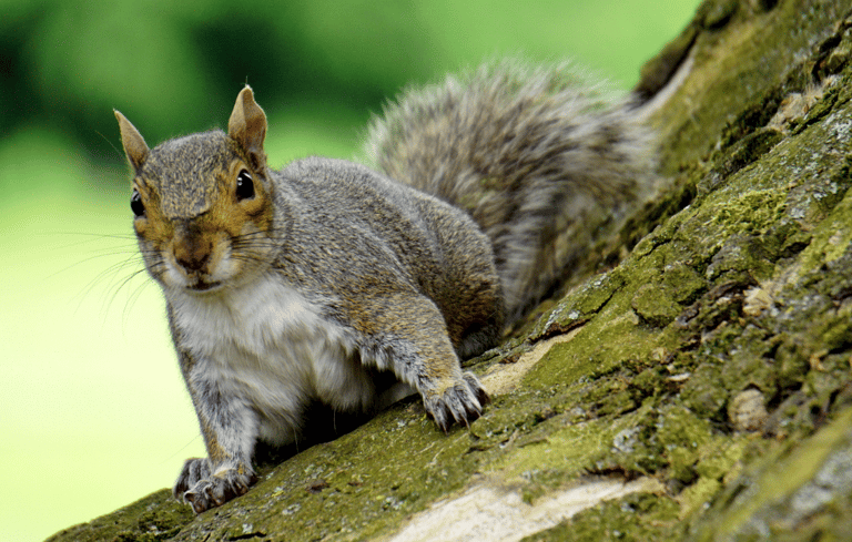 a squirrel is sitting on a tree trunk