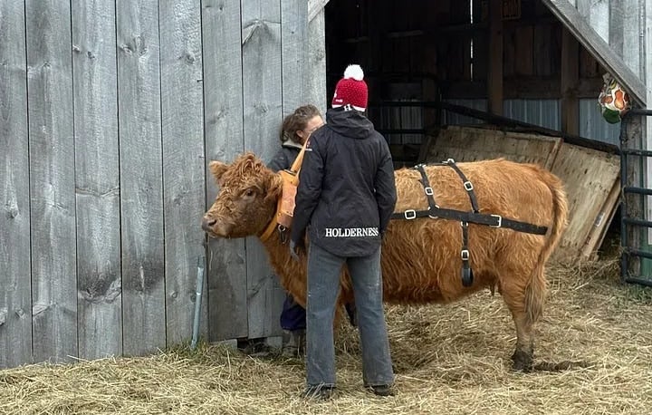 A brown ox wearing a training harness stands outside a wooden barn with two handlers.
