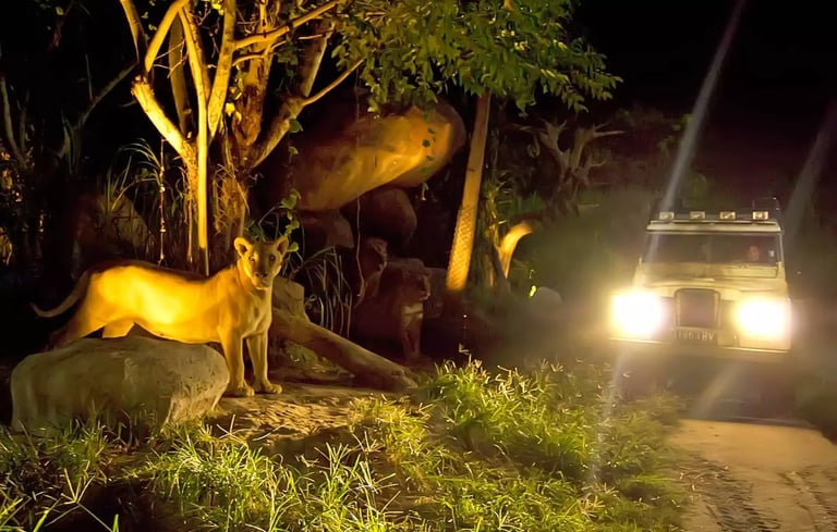 Bali Safari Night Safari