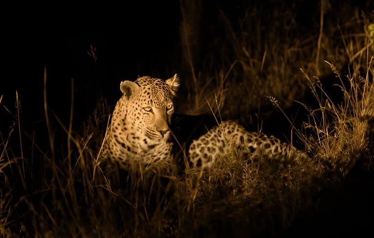 Bali Safari Night Safari