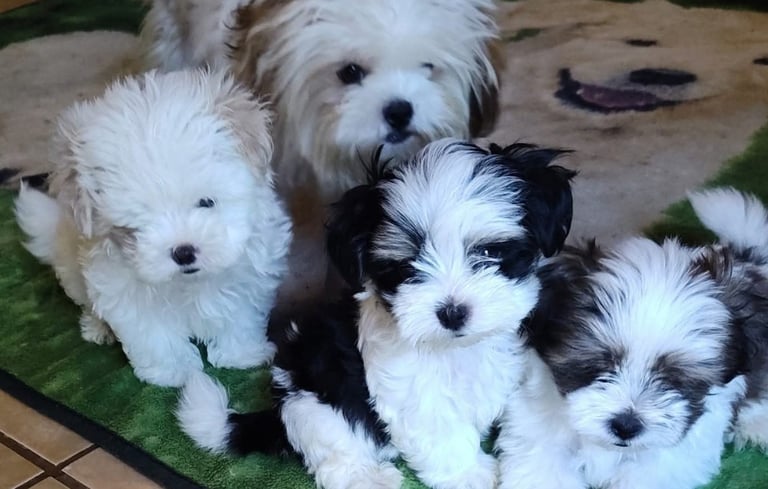 a group of Mal-Shi dogs that are sitting on a rug