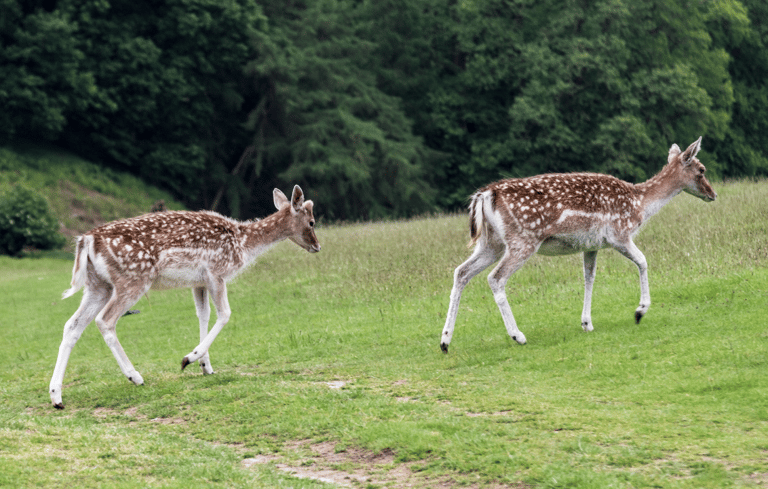 Fallow deer on grass