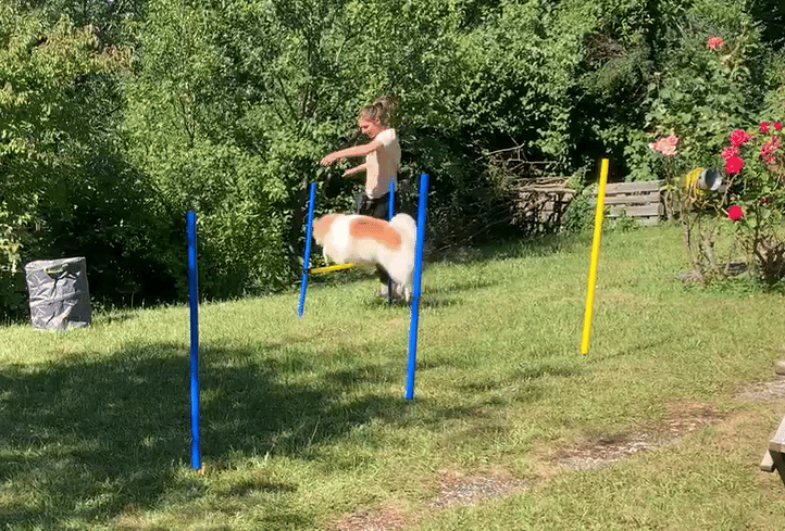 Agility mit Beau im Garten 