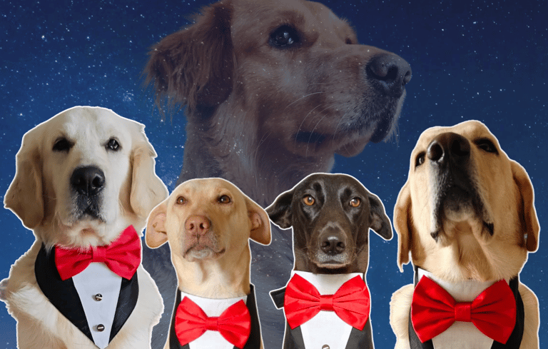 In Memory of Asteriod Sr. | | Dog Homestay Boarding