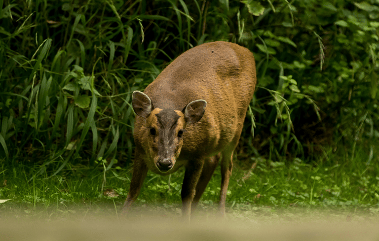 Muntjac