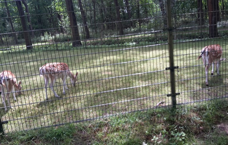 a couple of deer in a fenced in area