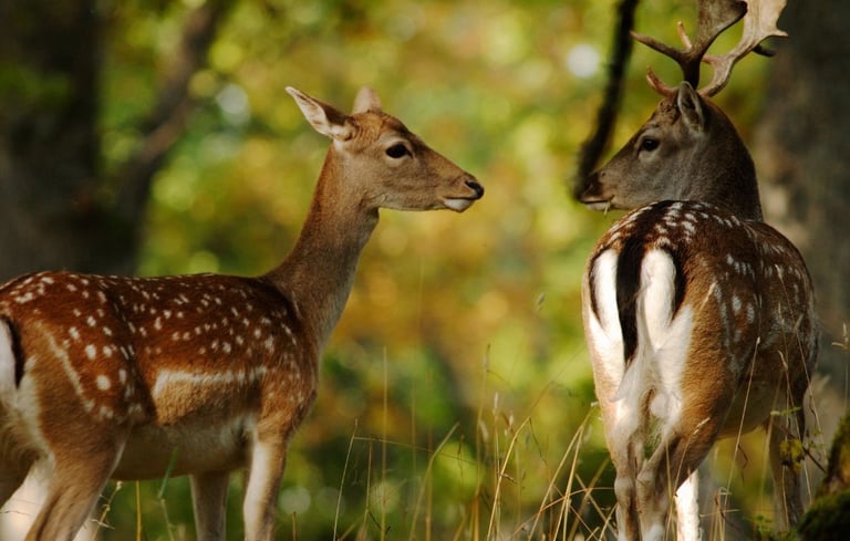 Two fallow deer