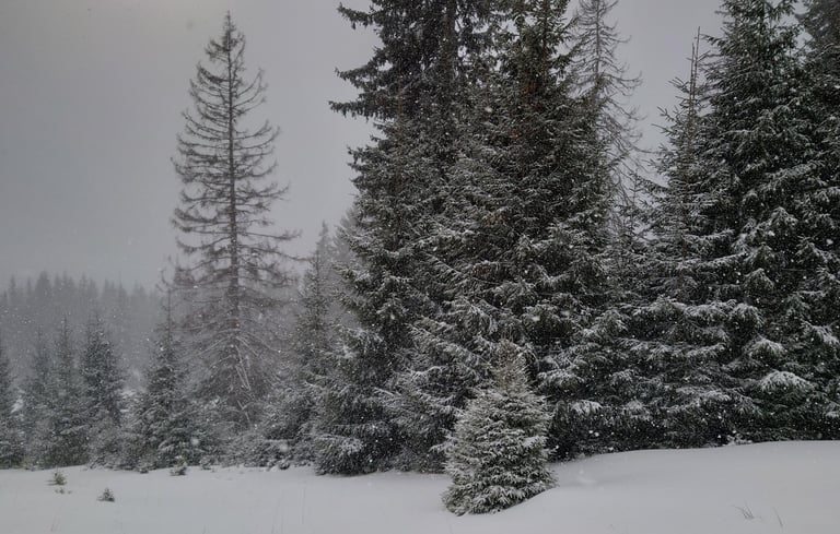 traseu iarna la refugiu