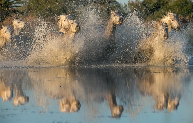 A herd of wild white Camargue horses galloping through shallow marsh water with dramatic splashes.