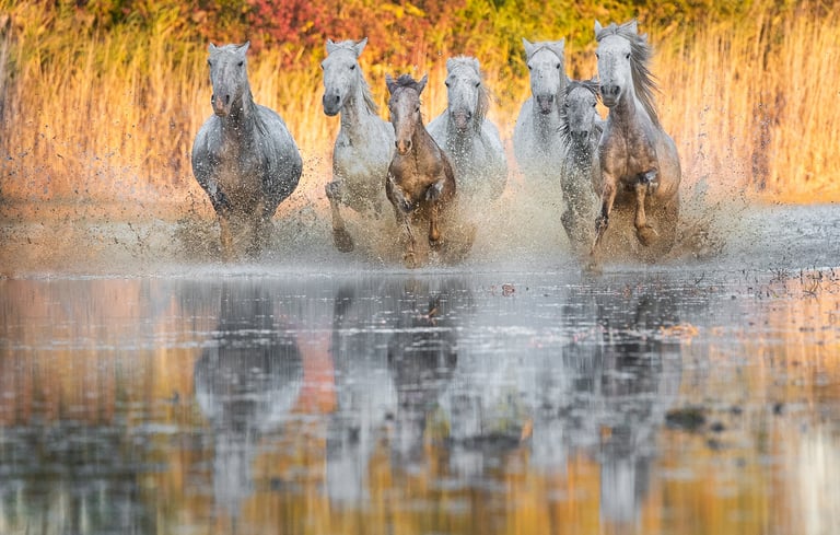 A herd of Camargue horses galloping through shallow water with golden reeds and water reflections.