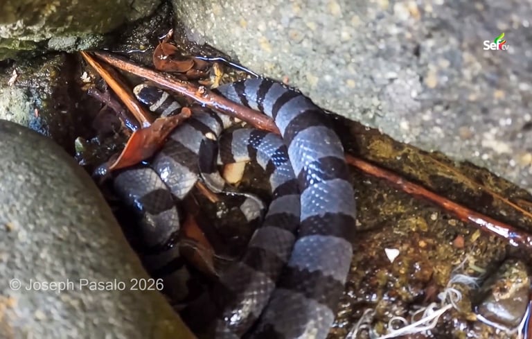 Walo-walo the most venomous sea snake