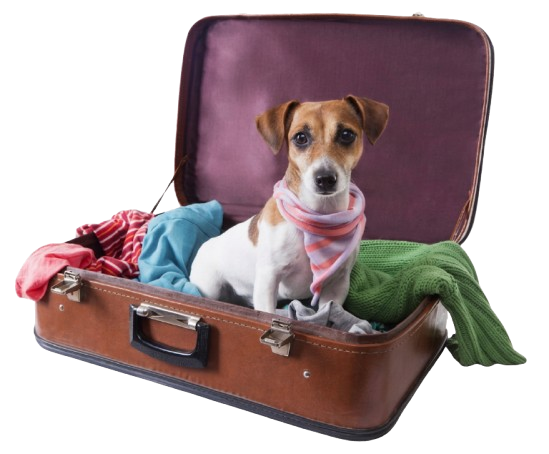 A cute Jack Russell Terrier getting ready to vacation at Country Time Pet Retreat