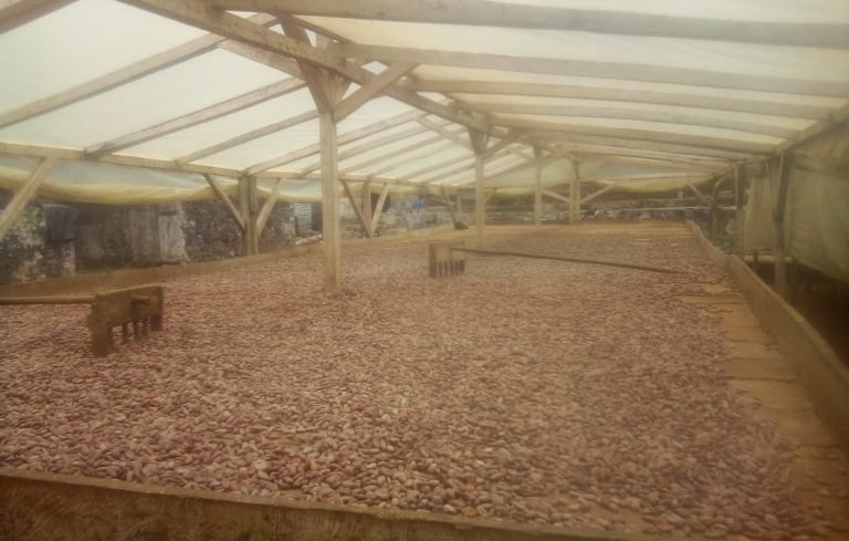 Séchoir à cacao