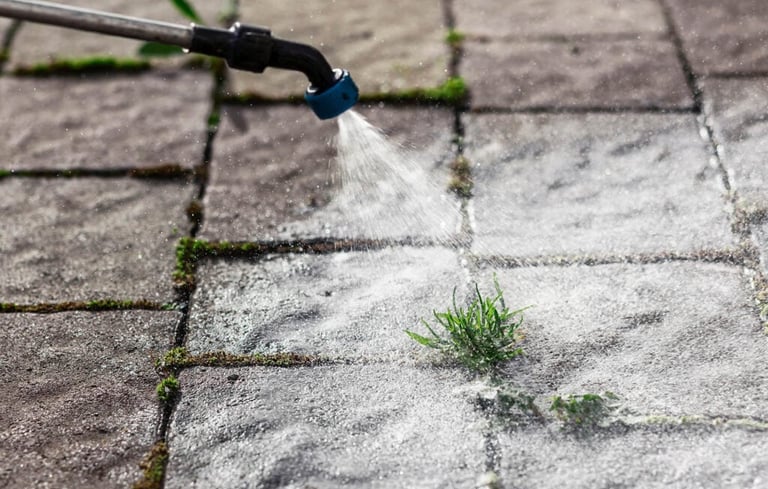 spraying a weed