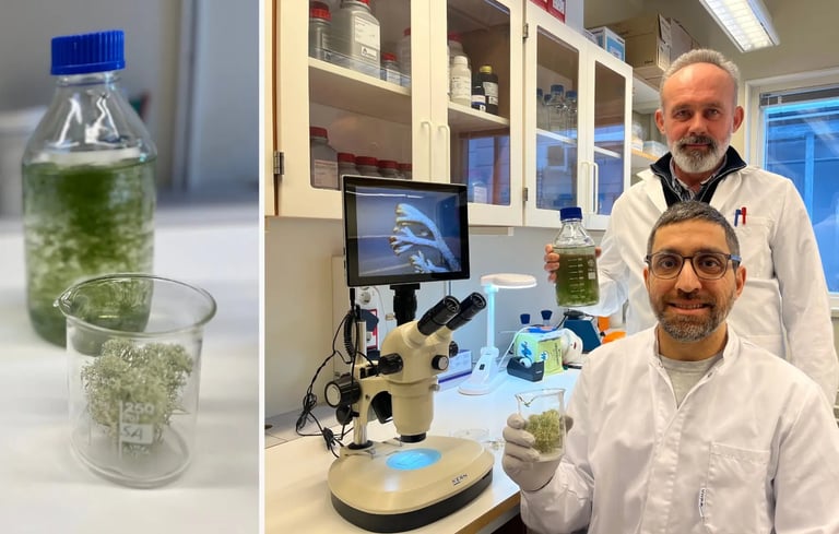 Odlad renlavsblandning kan rädda renlaven. Foto: Anne-Laila Blind Petersdotter/ Sameradion