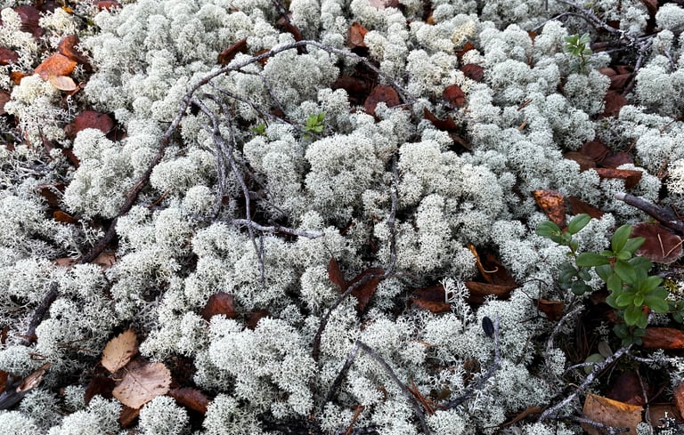 Umeåföretagets renlavsprojekt samlar gruvindustrin och samerna.