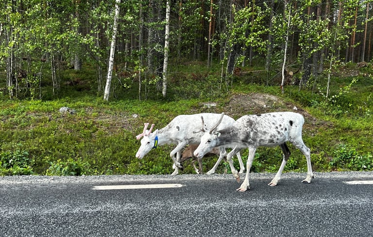 Swedish reindeer lichen project gains mining and Sami support.