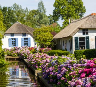 Traditional Dutch thatched cottages in Giethoorn surrounded by blooming pink and purple hydrangeas.