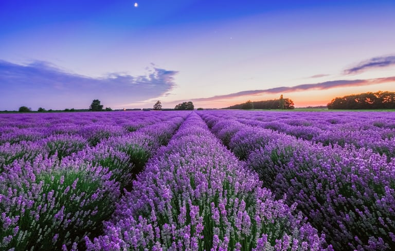 a photo of a field full of lavender plants in flower with a twilight sky above