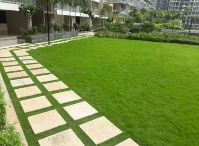 lawn grass suppliers Kadiyam