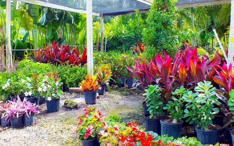 Nursery in Rajahmundry