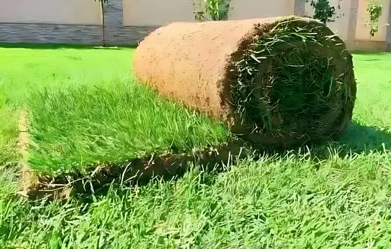 lawn grass suppliers in Kadiyam 