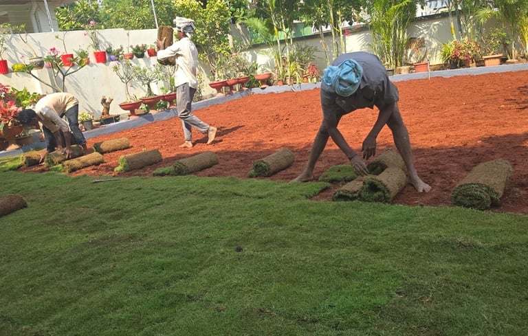 lawn grass suppliers Rajahmundry