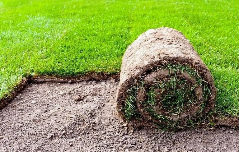 Korean lawn grass suppliers Hyderabad