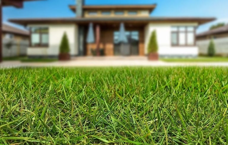 lawn grass suppliers Vijayawada