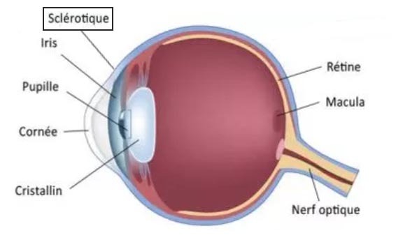 Yeux Iris
