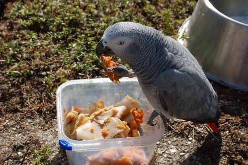 African Grey Parrot Diet