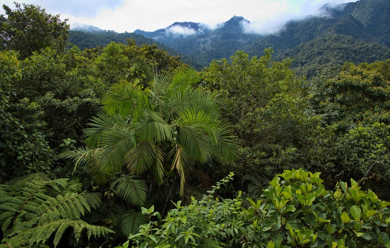 Lush tropical rainforest canopy with green palm trees and misty mountains in the background.