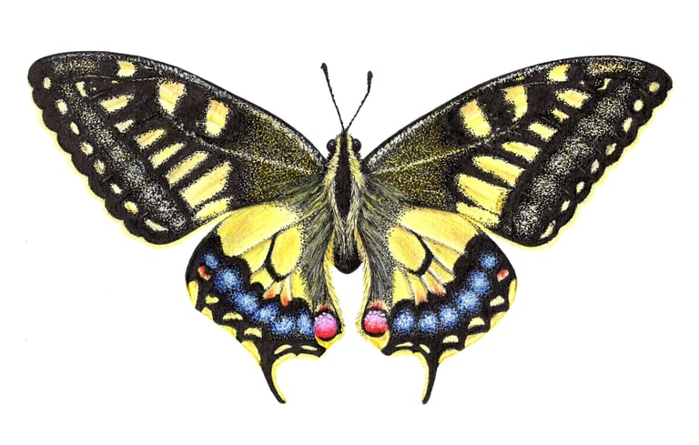 Old Swallowtail illustration