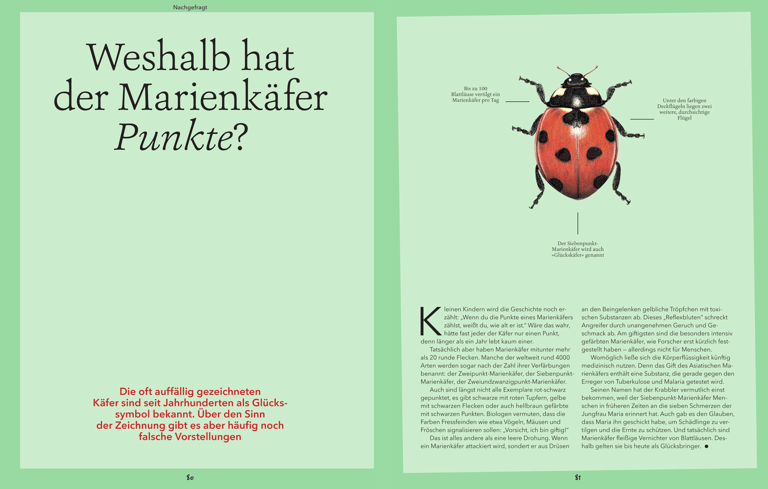 Lady beetle illustration
