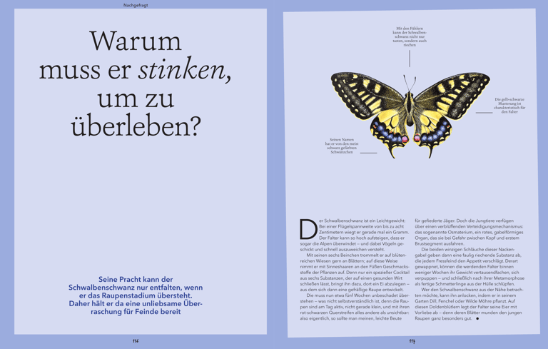 Old World swallowtail illustration