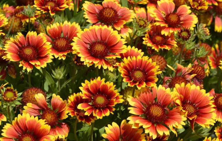 Flowers on Toronto Islands