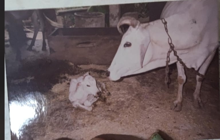 Ganga and her calf at Gaura Organic farm (1995), symbolizing natural farming and animal care