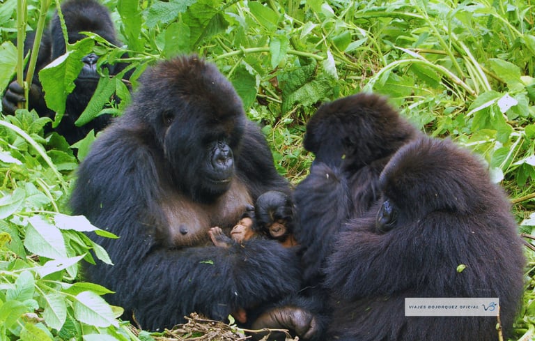 Viajes Bojórquez Oficial