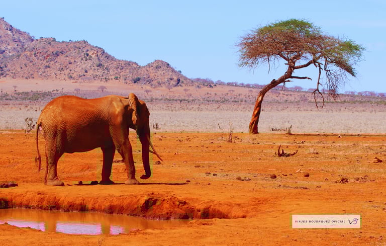 Viajes Bojórquez Oficial