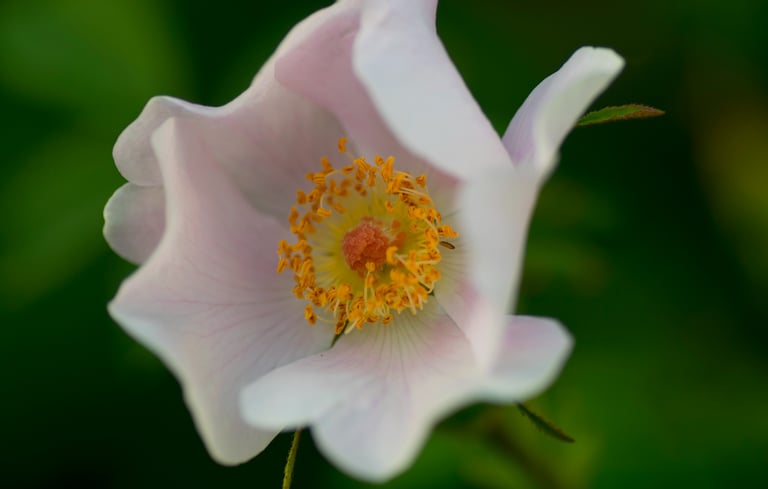 Cherokee Rose