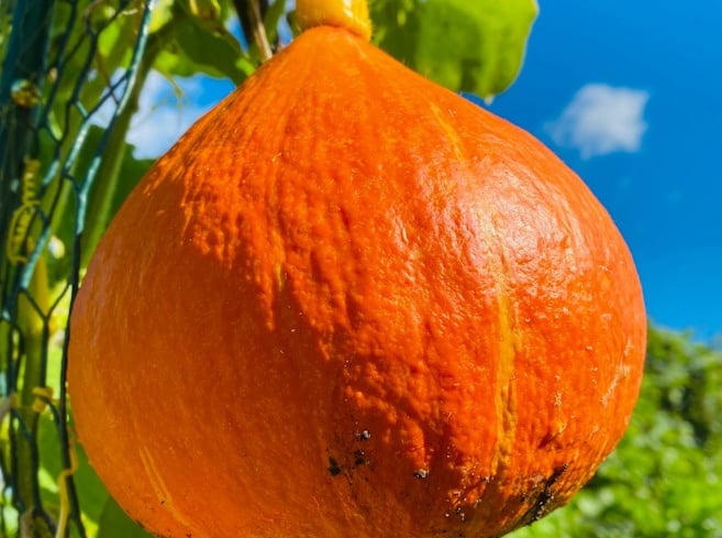 UCHIKI KURI WINTER SQUASH | Sweet, nutty and perfect for roasting and storage.