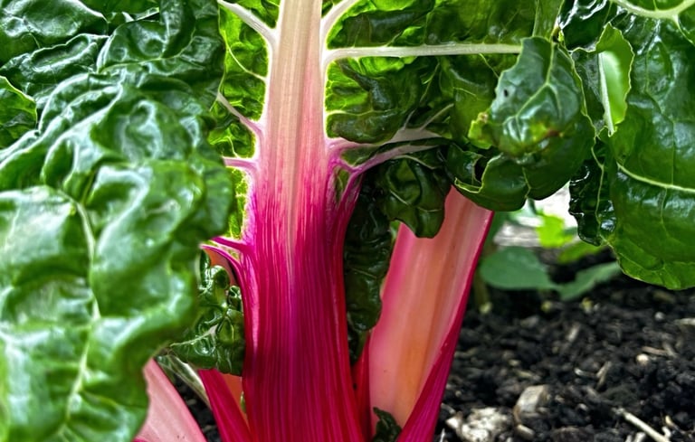 PEPPERMINT CHARD 