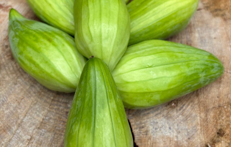 ACHOCHA 'SLIPPER GOURD' | A vigorous climbing vine belonging to the cucumber family.