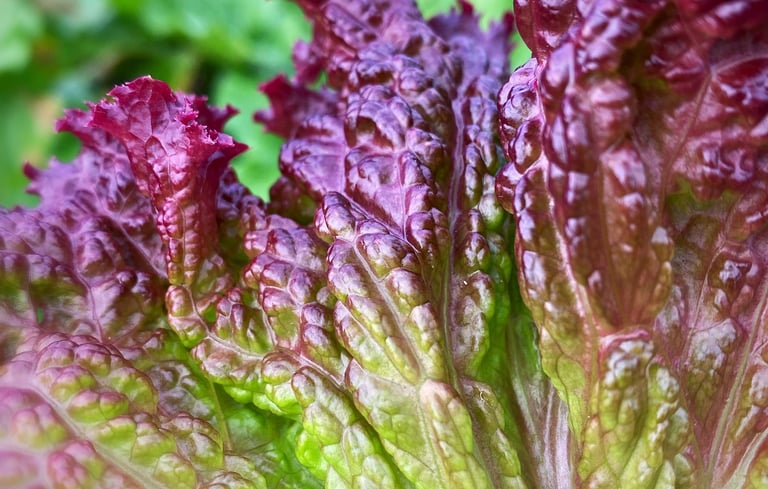 LOLLO ROSSA LETTUCE - Loose, frilly leaves with deep red (anthocyanin) colouring.