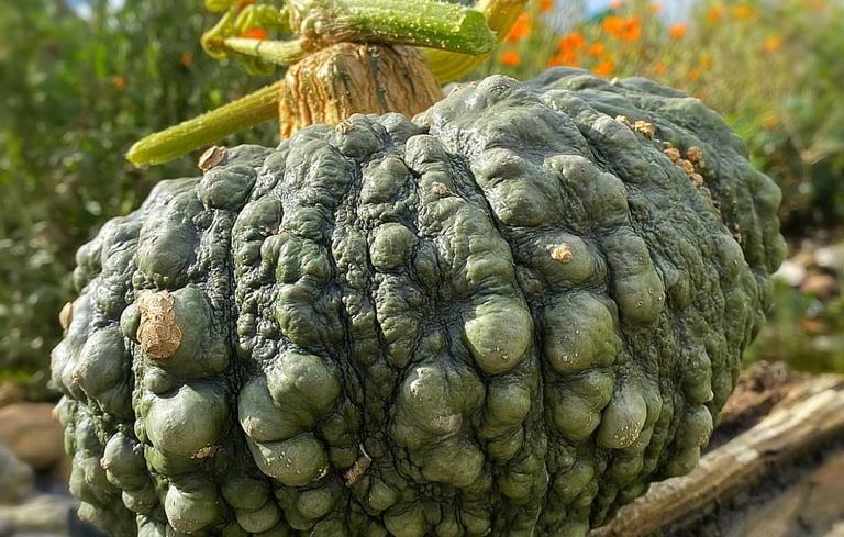 MARINA DI CHIOGIIA | Italian Heirloom Squash
