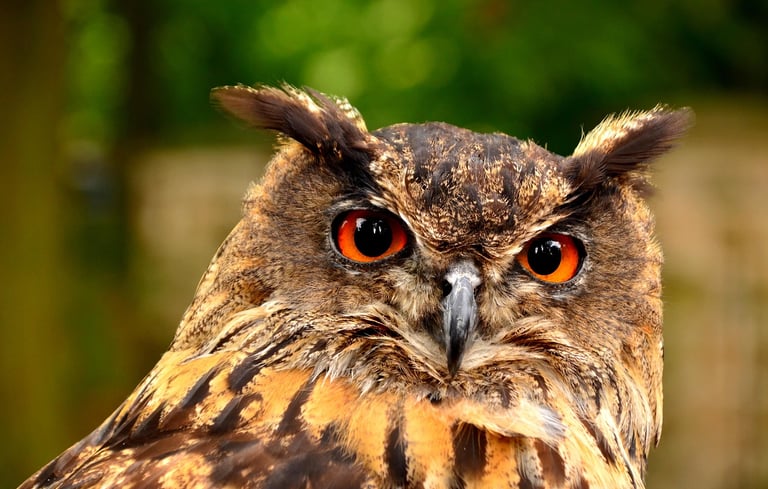 Tawny Owl with bright orange eyes. Image by Daniel Polák from Pixabay