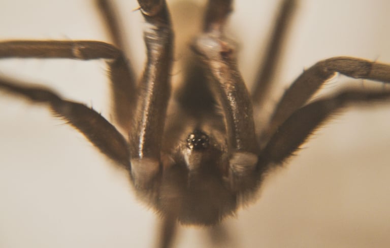 fotografia macro de una araña