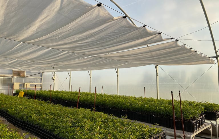 trufalab invernadero vivero plantines micorrizados